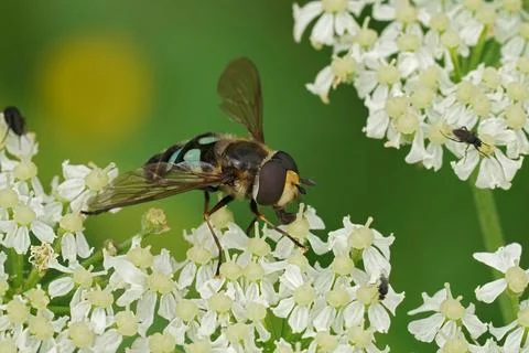 Closeup on a male Triangular Lucent swafly, Didea alneti on a white Heracleum sp Stock Photos