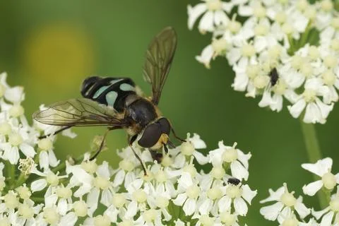 Closeup on a male Triangular Lucent swafly, Didea alneti on a white Heracleum sp Stock Photos