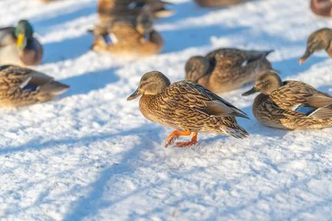 Closeup of mallard feather pattern highresolution texture revealing intricate 스톡 사진