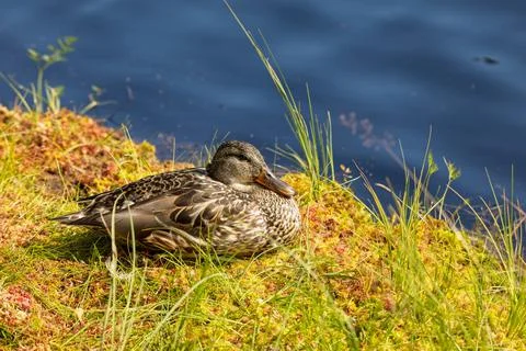 Closeup of mallard resting. 스톡 사진
