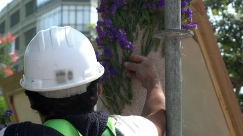 Closeup of a man from back decorating with purple flowers a wall in the street Stock Footage 163677615