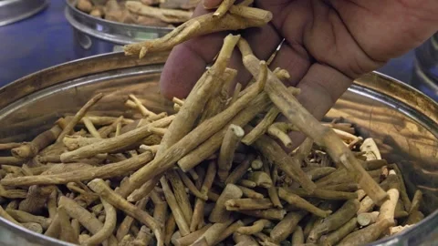 Closeup of a man checking the quality of dry withania somnifera or ashwagan.. Stock Footage 313380792