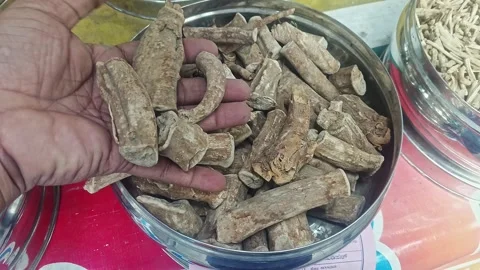 Closeup of a man checking the quality of dry withania somnifera or ashwagan.. Stock Footage 313382177