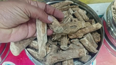 Closeup of a man checking the quality of dry withania somnifera or ashwagan.. 스톡 동영상 313382181
