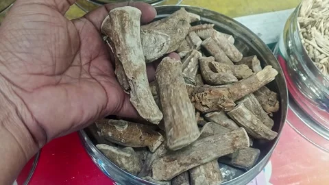 Closeup of a man checking the quality of dry withania somnifera or ashwagan.. Stock Footage 313382182