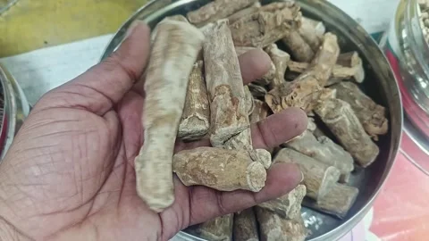 Closeup of a man checking the quality of dry withania somnifera or ashwagan.. Stock Footage 313382185