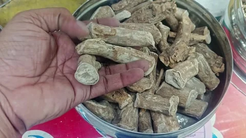 Closeup of a man checking the quality of dry withania somnifera or ashwagan.. Video stock 313382190