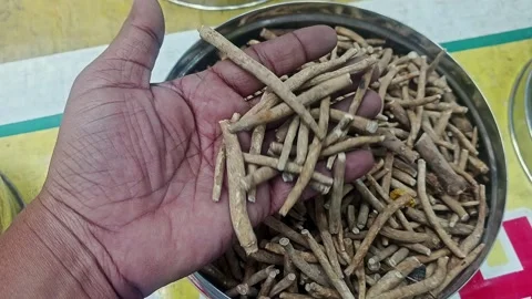Closeup of a man checking the quality of dry withania somnifera or ashwagan.. Video stock 313382195