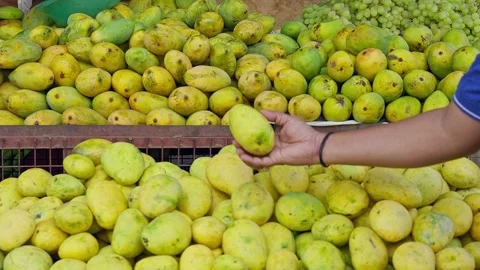 Closeup of a man checking the quality of mangoes at a roadside fruit shop Stock Footage 242321624