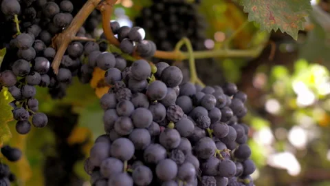 Closeup of man cutting grapes with shears in vineyard during harvest 스톡 동영상 233893680
