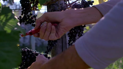 Closeup of man cutting grapes with shears in vineyard during harvest 스톡 동영상 233894351