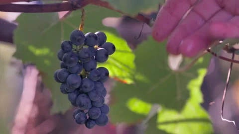 Closeup of man cutting grapes with shears in vineyard during harvest Stock Footage 233894449