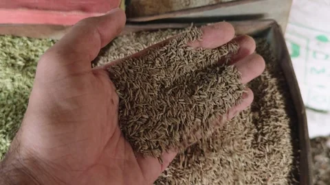 Closeup of man hand showing cumin seeds from a bin or sack indian food market Stock-Footage 263163177
