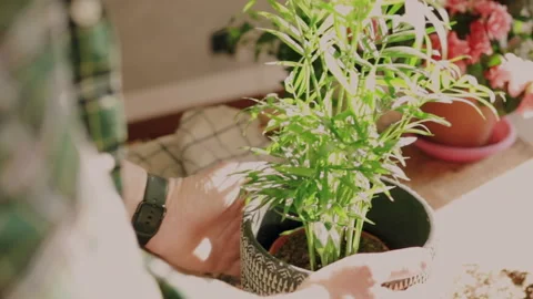 Closeup of man hands while taking care of small Kentia plant (Kenzia) inserte Stock Footage 153270728