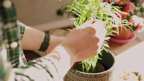 Closeup of man hands while taking care of small Kentia plant (Kenzia) inserte Stock Footage 153270913