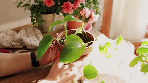 Closeup on man hands while taking care of a Potos plant (Epipremnum) on woode Stock Footage 153382452