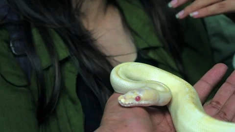 Closeup of a man holding white python in his hands. Stock Footage 341348196