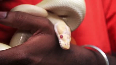 Closeup of a man holding white python in his hands. Vidéo 341348248