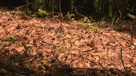 Closeup Man Labrador Forest walking, Horni Jiretin, Czechia - 4K 50p Stock Footage 133395635