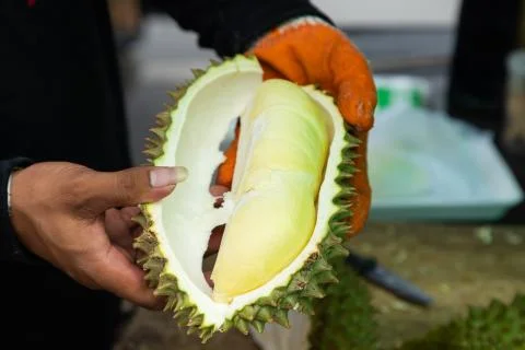 Closeup man peeling durian shell use knife, The durian is a king of fruit in Stock Photos