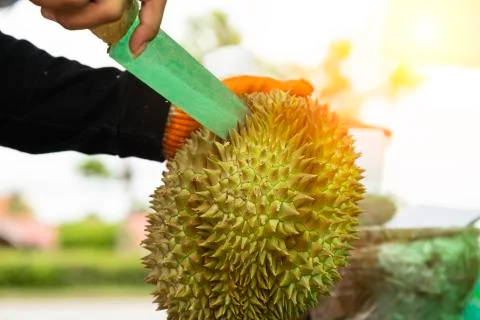 Closeup man peeling durian shell use knife, The durian is a king of fruit in Stock Photos