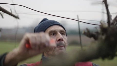 Closeup of a man pruning his vineyard Stock Footage 271690806