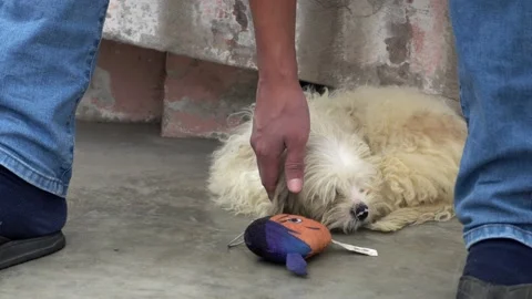 Closeup a man stroking his white maltese bichon dog sleeping next to his toy on Stock Footage 160087850
