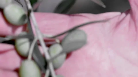 Closeup of man touching olive sprouts 스톡 동영상 233887275