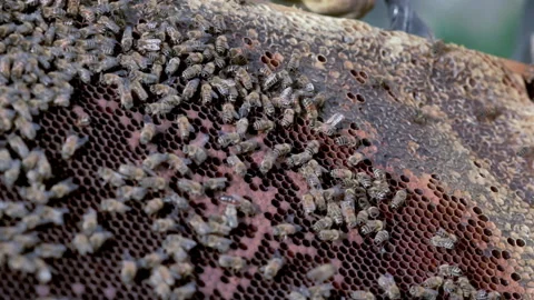 Closeup of man working with hive and bees 스톡 동영상 233898579