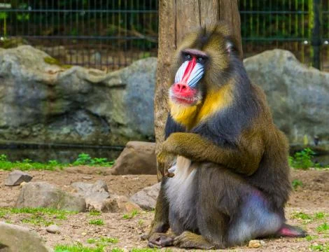 Closeup of a mandrill monkey, Large primate with a colorful nose, vulnerable  Foto stock