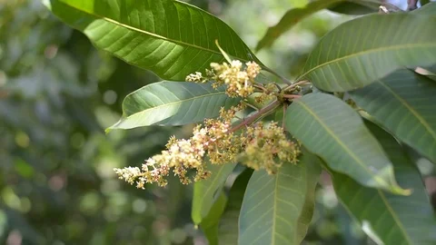 Closeup mango flower ,thailand Stock Footage 79865796