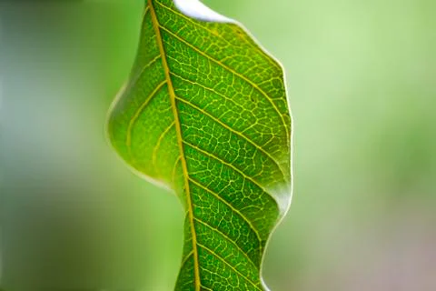 Closeup of mango green leaf Stock Photos