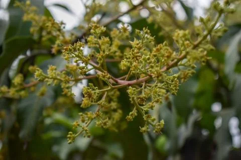 A closeup of Mango tree flowers Stock Photos