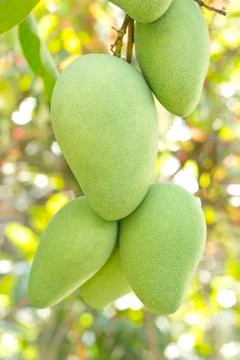 Closeup of mango on tree Stock Photos