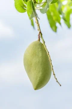 Closeup of mango on tree. Stock Photos