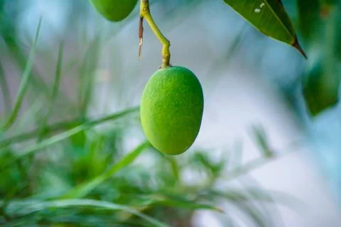 Closeup of Mangoes hanging on mango tree, mango farm. Stock Photos