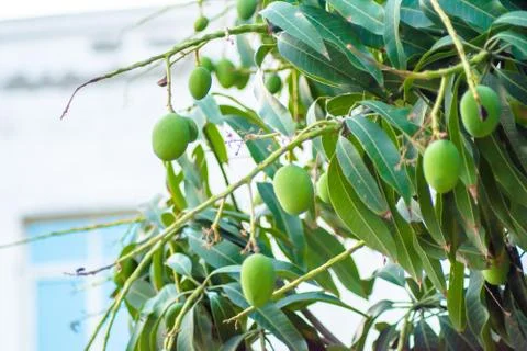 Closeup of Mangoes hanging on mango tree, mango farm. Stock Photos