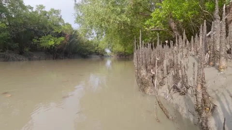 Closeup of mangrove roots rising through muddy soil in tropical wetland forest Stock Footage 341622189