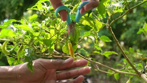 Closeup of a man's hand picking chilies Stock Footage 274450396