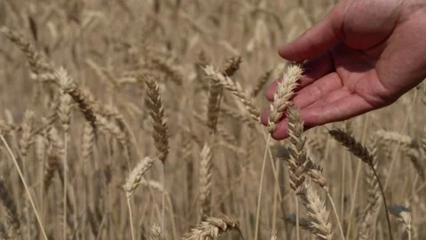 Closeup of a mans hand touching spikelets of wheat. Blurred ears of wheat field  Stock Footage 211761102