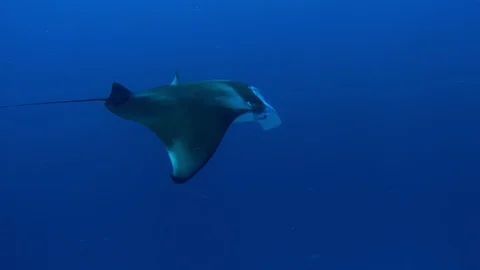 Closeup of Manta ray Stock Footage 122430310