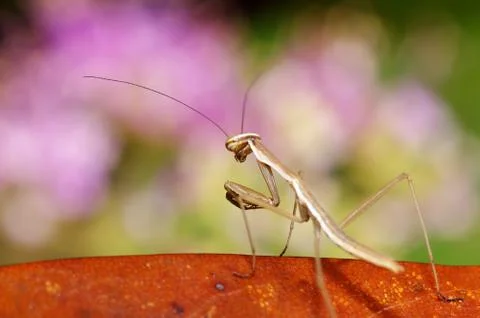 Closeup Mantis isolate with black Stock Photos