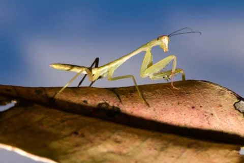 Closeup Mantis isolate with black Stock Photos