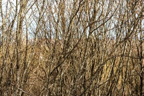 Closeup of Many Beech Bare Trees in Winter - Lessinia Plateau Italy Stock Photos