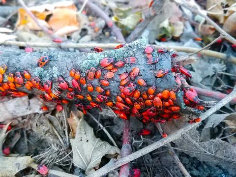 Closeup many firebug, red beetle group macro Stock Photos