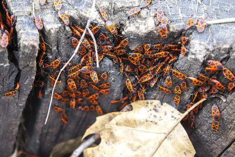 Closeup many firebug, red beetle group macro Stock Photos