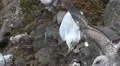Closeup of many grey and white seagulls walking around on dark rocks HD Footage
