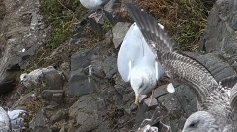 Closeup of many grey and white seagulls walking around on dark rocks Stockbeeldmateriaal 43200138