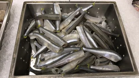 Closeup of many silverside fish in a cabinet with ice in a supermarket Stock Footage 146677785