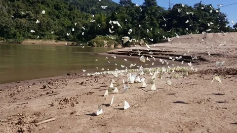 Closeup of many white butterflies flutter, fly and sit on beach shore, sunny day Video stock 81605217